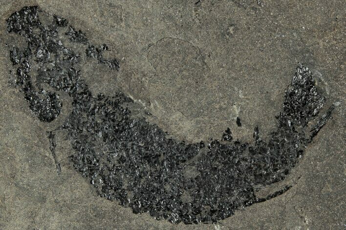 Devonian Lobed-Fin Fish (Osteolepis) Fossil - Scotland #319615